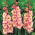Glaieul Priscilla - grand paquet ! - 50 pieces