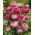Ranuncolo rosa - Confezione XL! - 500 pezzi