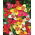 Fleur de paon - selection de couleurs - grand pack ! - 100 pieces ; fleur de tigre, fleur de coquillage