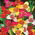 Fleur de paon - selection de couleurs - grand pack ! - 100 pieces ; fleur de tigre, fleur de coquillage