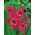 Fleur de paon rose - Pack XL ! - 500 pieces ; fleur de tigre, fleur de coquillage