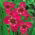 Fleur de paon rose - Pack XL ! - 500 pieces ; fleur de tigre, fleur de coquillage