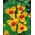 Fiore di pavone giallo - Confezione XL! - 500 pezzi; fiore di tigre, fiore di conchiglia
