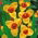 Fiore di pavone giallo - Confezione XL! - 500 pezzi; fiore di tigre, fiore di conchiglia