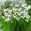 Acidanthera murielae - velké balení! - 200 ks.; Gladiolus murielae, mečík habešský, mečík vonný