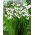 Acidanthera murielae - velké balení! - 200 ks.; Gladiolus murielae, mečík habešský, mečík vonný