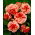 Marmorata begonia - red-and-white - large package! - 20 pcs