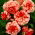 Marmorata begonia - red-and-white - large package! - 20 pcs
