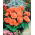 Double begonia - salmon-pink - large package! - 20 pcs