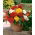 Double begonia - colour mix - large package! - 20 pcs