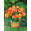 Picotee Begonia gialla - giallo-arancione - confezione grande! - 20 pezzi