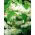 Begonia trainant - blanc - gros paquet ! - 20 pieces