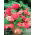 Släpbegonia - rosa - stort paket! - 20 st