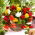 Begonia finale - mix di colori - pacchetto grande! - 20 pezzi