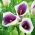 Calla Picasso viola e bianca; arum lily, Zantedeschia - pacco grande! - 10 pezzi