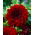 Dahlia - Arabian Night - ¡paquete grande! - 10 piezas