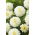 Hvid dahlia - Dahlia White - XL pakke! - 50 stk.
