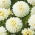 Hvid dahlia - Dahlia White - XL pakke! - 50 stk.