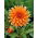 Dahlia - Espetáculo de Cores - Pacote XL! - 50 pcs.