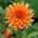 Dahlia - Espetáculo de Cores - Pacote XL! - 50 pcs.