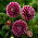 Dahlia - Edinburgh - large pack! - 10 pcs