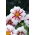 Dahlia - Fire and Ice - large pack! - 10 pcs