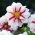 Dahlia - Fire and Ice - large pack! - 10 pcs