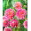 Dahlia - Hawaii - large pack! - 10 pcs