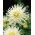 Dahlia cactus alb - Dahlia cactus Alb - pachet XL! - 50 buc.
