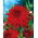 Red cactus dahlia - Dahlia cactus Red - pachet mare! - 10 buc.