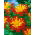 Dahlia - La Gioconda - large pack! - 10 pcs