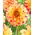 Dahlia - Lady Darlene - large pack! - 10 pcs
