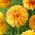 Dahlia - Lake Ontario - large pack! - 10 pcs