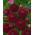 Dahlia - Downham Royal - groot pak! - 10 stuks - 