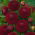 Dahlia - Downham Royal - XL-pakke! - 50 stk.