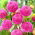 Dahlia - Franz Kafka - large pack! - 10 pcs