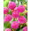 Dahlia - Franz Kafka - large pack! - 10 pcs
