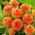 Dahlia - Sylvia - groot pak! - 10 stuks - 