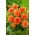 Dahlia - Sylvia - groot pak! - 10 stuks - 