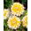 Dahlia - Seattle - groot pak! - 10 stuks - 