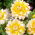Dahlia - Seattle - groot pak! - 10 stuks - 