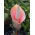 Giglio voodoo, lingua del diavolo - Amorphophallus bulbifer - una pianta unica! - pacchetto grande! - 10 pezzi
