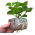 Erweiterbarer Topf - GrowBlock - 100 x 100 mm - 184 Stk - 
