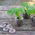 Pelete de turba extensibila 33 mm - 120 buc - 