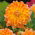 Dahlia - Peaches and Cream - large pack! - 10 pcs