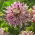 Dahlia - Avignon - XL pack! - 50 pcs