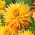 Dahlia - Hy Pimento - ¡paquete grande! - 10 piezas