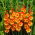 Gladiolus Princess Margaret Rose - XL pack! - 250 pcs