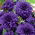 Blue dahlia - Dahlia Blue - XL pack! - 50 pcs