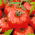 Óriás (Óriás) paradicsom - 10 gramm - 